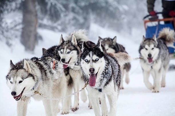 Go Dog Sledding Through Snowy Trails