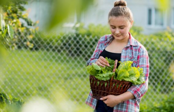 Organic Farming and Urban Gardening