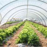 Maximizing Plant Growth with Greenhouses