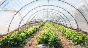 Maximizing Plant Growth with Greenhouses