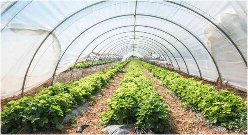 Maximizing Plant Growth with Greenhouses