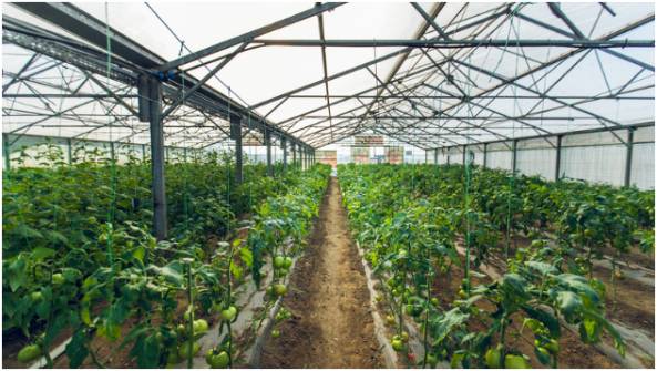 The Role of a Greenhouse in Plant Growth