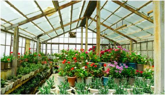 Benefits of Using Greenhouses for Different Plants