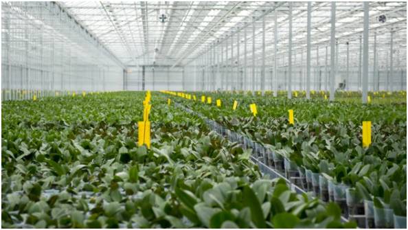 Essential Practices for Healthy Plant Growth